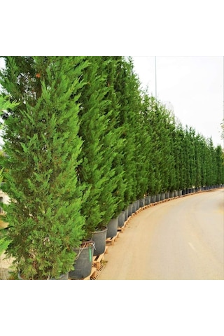 Leylandi Melez Servi Cupressus Leylandii 100-150 Cm Boyunda