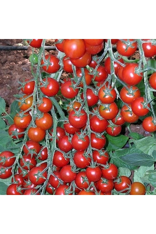 Çeri Pinpon Domates Tohumu 40 Tohum
