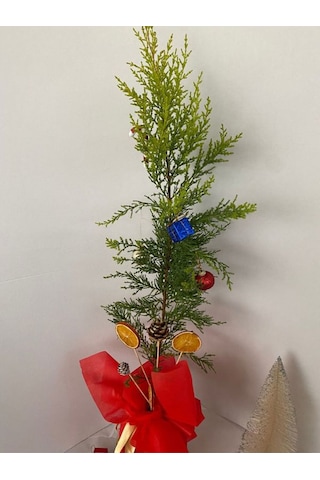 Yılbaşı Ağacı Limon Çamı Yılbaşına Özel Hediye Paketli 40-60cm Portakal+kozalak