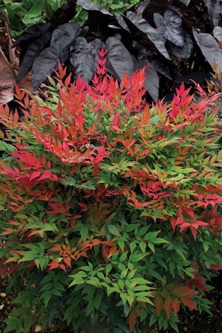 Bahçevilya 2 Yaşında Tüplü Nandina Cennet Bambusu Fidanı