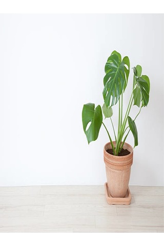 Deve Tabanı Çiçeği Besin Hediyeli Monstera Deliciosa Iç Mekan Bitkisi