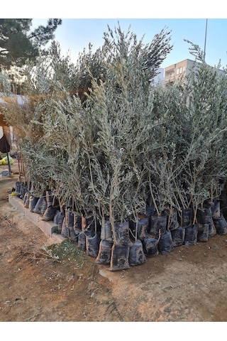 Gemlik Trilye Zeytin Fidanı 5 Yaş 1,5 Metre Boy