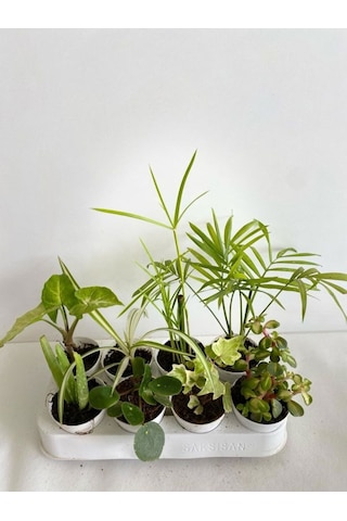 8'li Bitki Seti Mini Melek Kanadı+aleovera+pilea+kurdele+hedera+japon Şemsiyesi+areka+yeşim