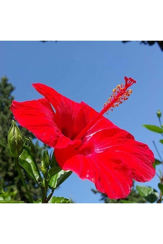 Tüplü 2 Adet 90-120 Cm Kırmızı Japon Gülü hibiscus