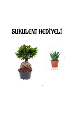 Hediyelik Bonsai Bitkisi, Sukulent Hediyeli, Teraryum Bitkisi