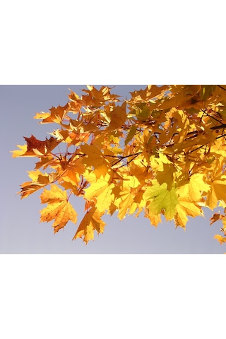 Akçaağaç Fidanı - Acer Platanoides