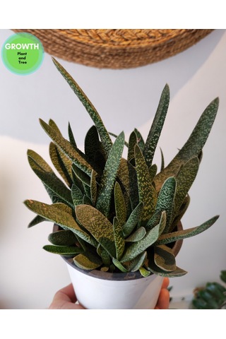 Gasteria Verrucosa Sukulent 1 Adet
