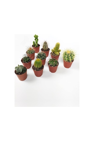 10 Lu Kaktüs Set - Özel Türler - 5.5 Cm Saksıda Sku: Smgstkb4c0b43ea8