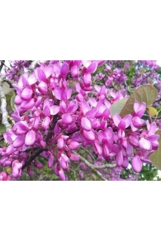 Erguvan Ağacı Tohumu 5 Tohum