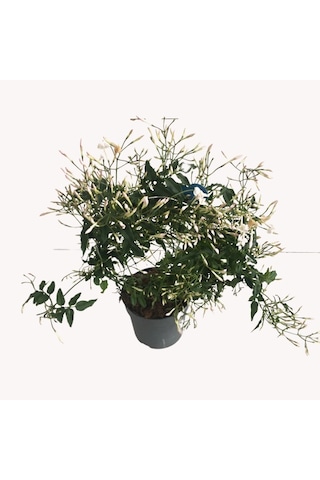 Jasminum Polyanthum - Arap Yasemini