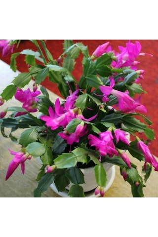Serada Decor Plant Mor Yılbaşı Çiçeği Fidanı Saksılı