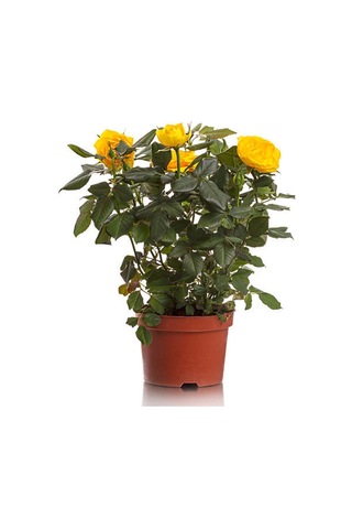 Sarı Kokulu Gül Fidanı 50-70 Cm 5 Adet Saksılı Bahçe Gülü Yellow Roses