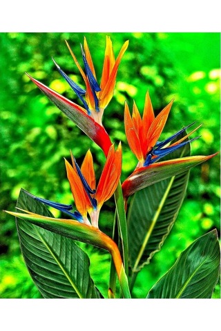 Cennet Kuşu Çiçeği Tohumu Ekim Seti 2 Tohum +Saksı+Toprak+