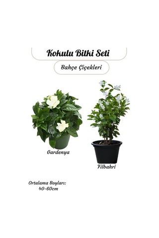 2'li Kokulu Bitki Seti Filbahri Philadelphus +gardenya Çiçeği Bahçe Balkon Çiçeği