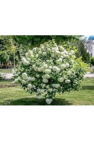 Kartopu Çiçeği Fidanı Fidesi 40-60 Cm
