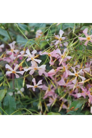 Pembe Çiçekli Yasemin Çiçeği Pink Showers Fidanı Tüplü 1-2 Yaş