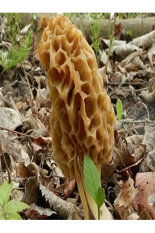 Kuzu Göbeği Mantarı Tohumu 500 Gr