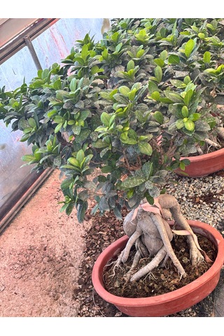 40 Yaşında Ithal Ficus Ginseng Bonsai Ağacı - Özel Koleksiyon Canlı Bitki