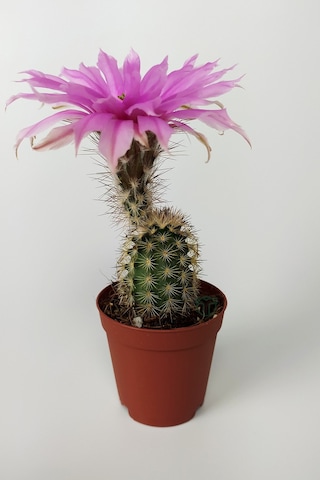 Echinocereus Pectinatus Pembe Çiçek Açan Kaktüs 5.5 CM Saksıda