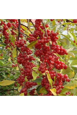 Güz Zeytini Eleagnus Umbellata Fidanı 150 -180 Cm Boyunda Me...