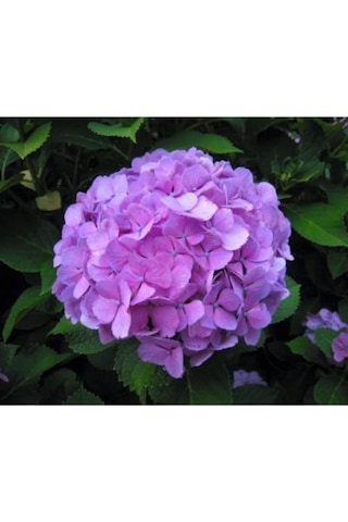 Mor Ortanca Çiçeği Fidanı 10-20 Cm