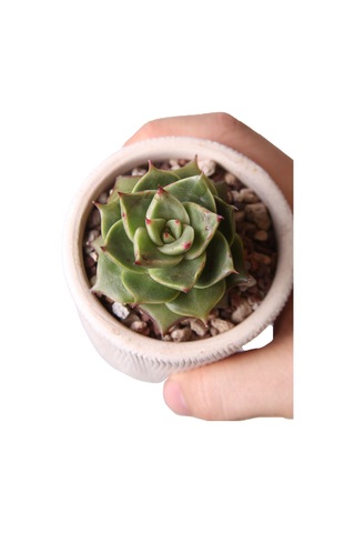 Echeveria Matador - Sukulent Haangarden