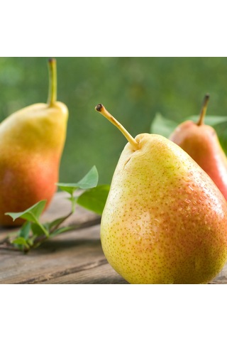 6 Yaş Deveci Armut Fidanı