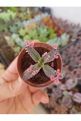 Pembe Aşkın Gözyaşı Çiçeği Sukulent