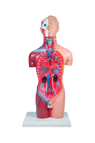 Temel Büyük İnsan Vücudu Modeli 45 Cm