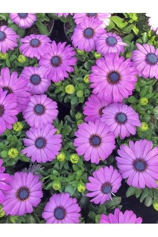 Mor Bodrum Papatyası Çiçeği 1 Adet Saksılı 20-40cm Teras Bitkisi Dimorphotheca Ecklonis