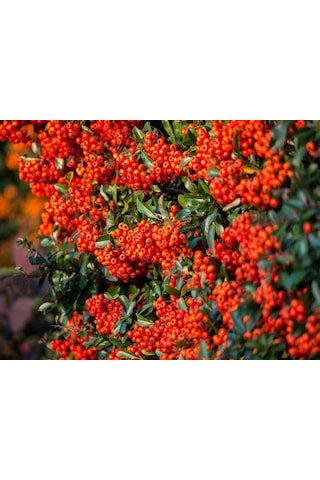 "tüplü Kırmızı Bodur Ateş Dikeni - Dinamizm Katın