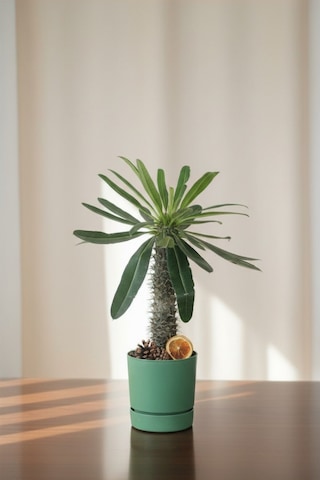 Madagaskar Palmiyesi Pachypodium Lamerei Madagaskar Palmiyesi Pachypodium Lamerei