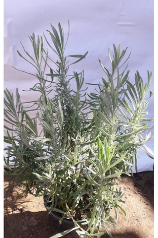 Lavanta Bitkisi /lavanta Fidanı 10-20 Cm