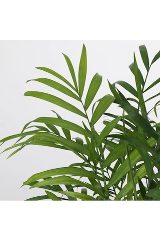 Dağ Palmiyesi Chamaedorea Elegans 30-40 Cm -peyzaj Burada Iç Mekan Süs Bitkisi