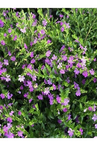 Kufeya Cennet Çiçeği Mor - Cuphea Hyssopifolia 20-30cm İç Mekan Bitkileri