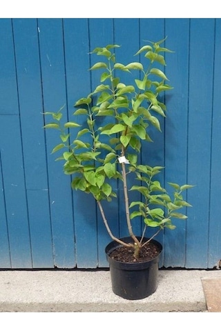 Dural Çiçekçilik Leylak Fidanı Syringa Chinensis 40-50 Cm Büyük Ağaç