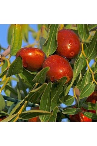 Tüplü Çok İri Taneli Aşılı Hünnap Fidanı Meyve Verir Yaşta