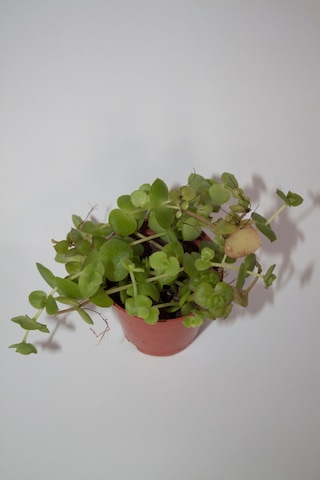 Crassula Pellucida Yayılıcı Sarkan Sukulent Tekli 5,5 Cm Saksıda