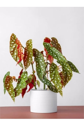 Ithal Begonia Maculata / Çilli Begonya - Ev Salon Ve Ofis Bitkisi