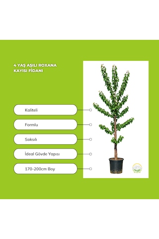 4 Yaş Aşılı Roxana Kayısı Fidanı