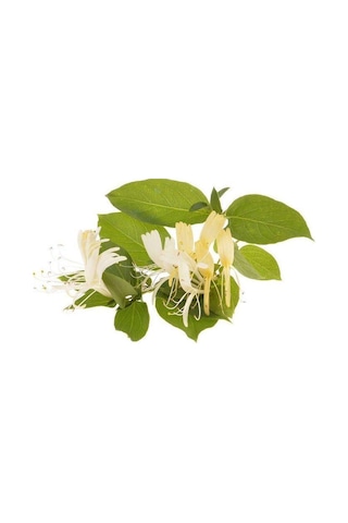 Hanımeli Lonicera Periclymenum Fidanı 15-25 Cm
