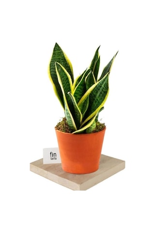 Isparta Gülü Sansevieria Paşa Peygamber Kılıcı Çiçeği Trifasciata