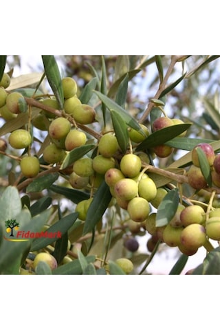 Tüplü Arbequına bodur Zeytin Fidanı 2yaş