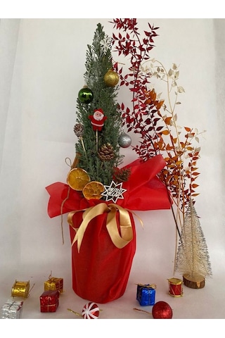 Elwoodi Yılbaşı Ağacı-yılbaşı Çamı 30-50cm Hediye Paketli Kozalak Ve Portakallar Dahil