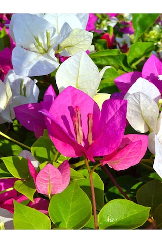 Çift Renk Pembe Beyaz Begonvil Çiçeği 1 Adet 45-65 Cm Saksılı/ Tüplü Bougainvillea