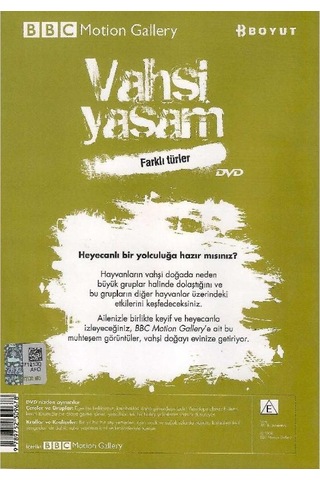 Bbc Motion Gallery - Vahşi Yaşam Farklı Türler Çeteler Ve Gruplar Krallar Ve Kraliçeler - Dvd