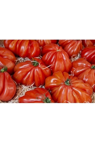 İtalyan Pileli Dev Antik Domates 10 Tohum + Tohum