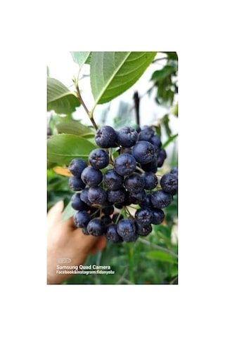 Aronya Viking Fidanı, Doku Kültürü, 1 Yaş Aronia