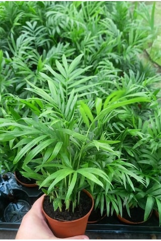 Areka Palmiyesi 20-25 Cm