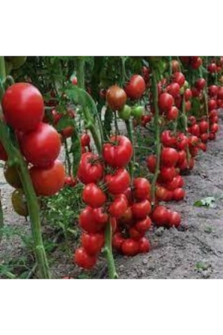 100 Adet Tohum Süper Paket Sırık Domates Tohumu Sırık Domates Süpriz Hediye Sebze Tohum
